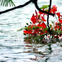 Bạn trẻ - Cuộc sống - Hạ ơi, nhớ lắm thủa "thứ ba học trò"