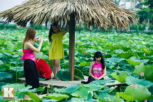 Giới trẻ 'đổ xô' về hồ Tây chụp ảnh sen đầu mùa - 10