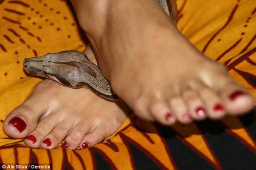 Rợn người với tiệm massage bằng trăn và rắn ở Brazil - 3