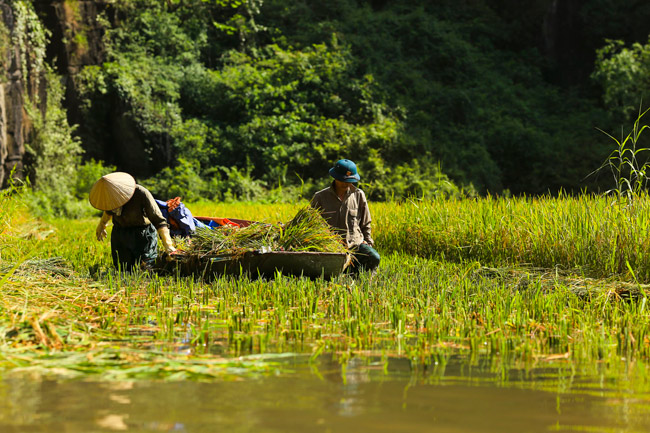 Họ&nbsp;chở lúa về nhà trên những chiếc thuyền nhỏ.&nbsp;
