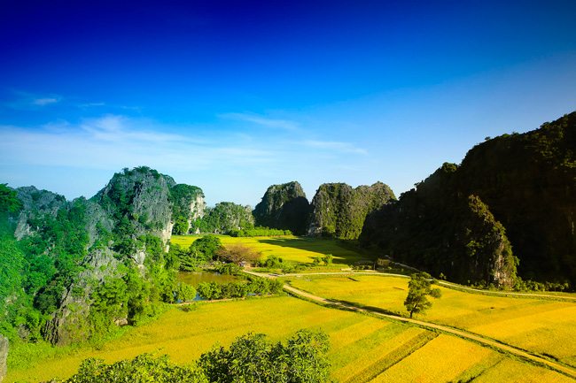 Thời điểm từ cuối tháng Năm đến đầu tháng Sáu là thời gian đẹp nhất để đến thăm Tam Cốc – Bích Động, khi những cánh đồng lúa ngả màu vàng rực.
