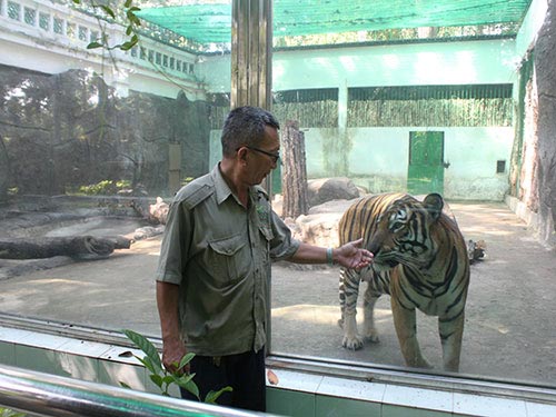 Những người “bắt” hổ đẻ ở TPHCM - 1