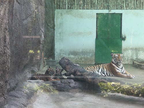 Những người “bắt” hổ đẻ ở TPHCM - 2