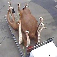 Phi thường - kỳ quặc - Bạch tuộc khổng lồ "dạo phố"