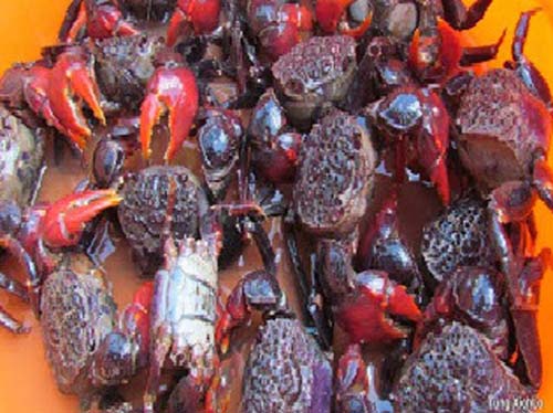 Về thăm Ba Động đừng quên món chù ụ - 5