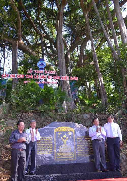 Cây đa Sơn Trà chính thức trở thành “Cây di sản VN” - 3