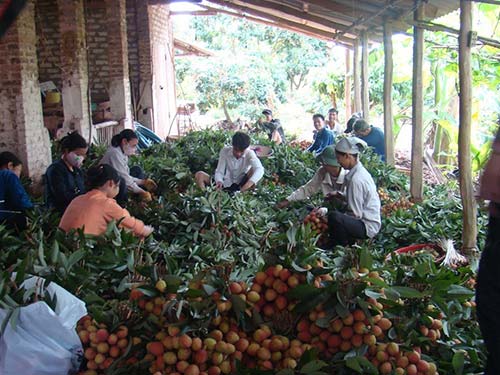 Doanh nghiệp Việt điều tiết lại thị trường - 1