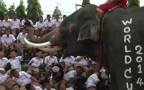 Kỳ lạ: Voi đá bóng chào mừng World Cup - 3