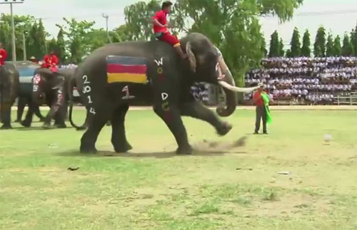 Kỳ lạ: Voi đá bóng chào mừng World Cup - 4