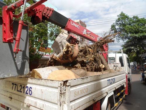 Bình Định: Cây xanh bật gốc đè 3 người nguy kịch - 5