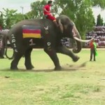 Bóng đá - Kỳ lạ: Voi đá bóng chào mừng World Cup