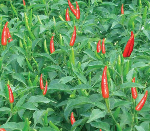 Ớt nào mà ớt chẳng cay... - 5