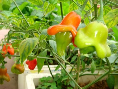 Ớt nào mà ớt chẳng cay... - 4