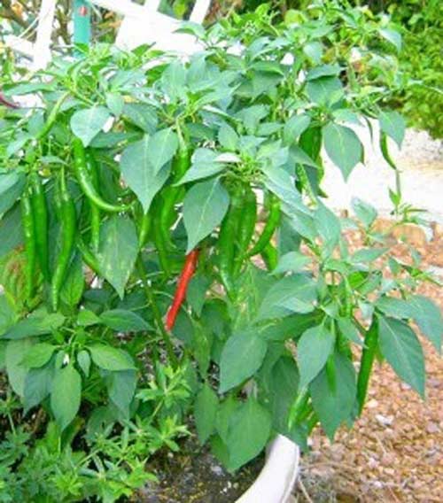 Ớt nào mà ớt chẳng cay... - 2