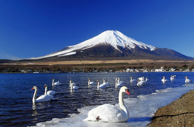 Từ Tokyo, bạn cũng có thể theo xe buýt đi thăm thú hồ Kawaguchi hoặc núi Phú Sĩ quanh năm tuyết phủ.

(Ảnh: getintravel.com)
