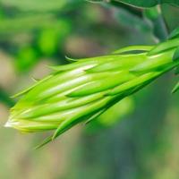 Thị trường - Tiêu dùng - Thương lái TQ mua bông thanh long làm gì?