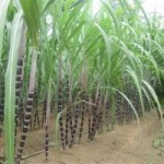 Pháp luật - Nghi án một phụ nữ bị hiếp, giết trong ruộng mía