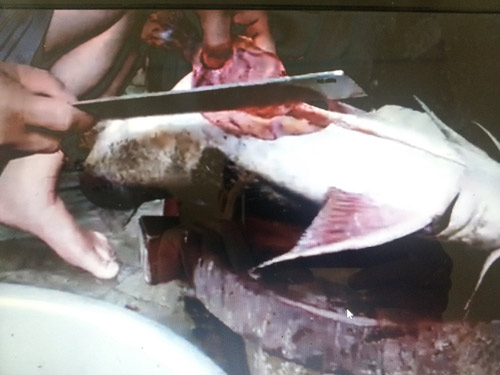 Săn “thủy quái” khổng lồ trên sông Gâm - 2