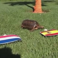 Bóng đá - "Thầy Rùa Luis” đoán TBN thắng Hà Lan