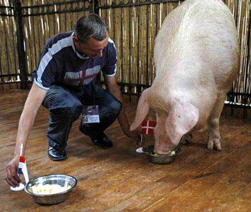 Tranh đua kế nhiệm 'thầy' Paul - 1