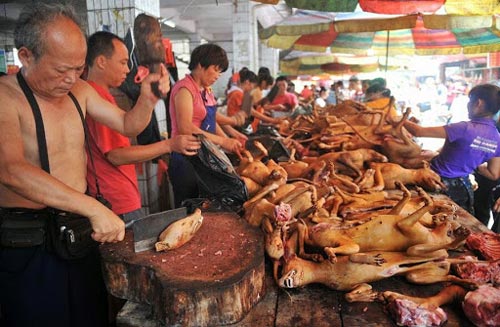 TQ: Bác sĩ không được công khai ăn thịt chó - 2