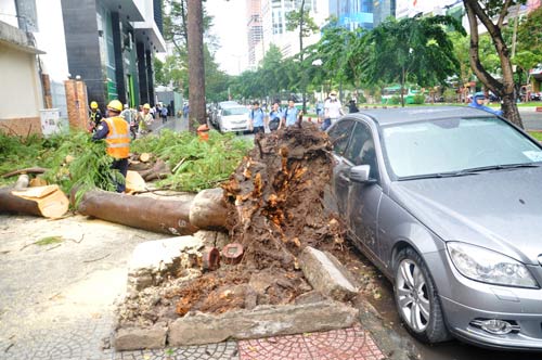 Mưa lốc dữ dội, cây bật gốc đè ô tô giữa Sài Gòn - 1