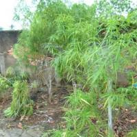 Pháp luật - Phát hiện "vườn" cần sa tươi tốt giữa Sài Gòn