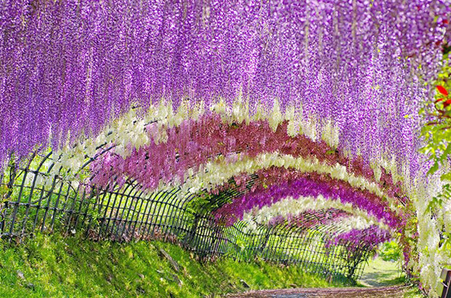Đường hầm hoa đậu tía trăm năm ở công viên Kawachi Fuji, tỉnh Kitakyushu, Nhật Bản trông giống như một chiếc cầu vồng hoa lung linh - một nơi lý tưởng để các đôi tình nhân đắm say trong biển tình. 
