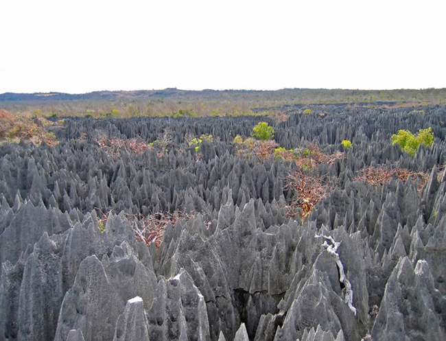 Rừng đá Madagascar&nbsp;với những mũi đá nhọn hoắt đã tạo nên khung cảnh kỳ vĩ cho khu vực này. Khu rừng rộng 666 km2 đã được UNESCO công nhận là di sản thiên nhiên thế giới vào năm 1990. Nhìn từ trên xuống, khu rừng này trông hệt như một bàn chông khổng lồ.
