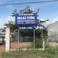 Thị trường - Tiêu dùng - Đổ xô bán búp thanh long cho thương lái Trung Quốc