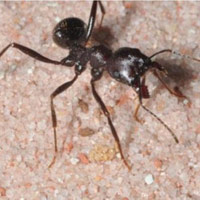 Tin tức trong ngày - Nhện tí hon tung "chiêu độc" hạ gục kiến khổng lồ