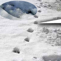 Phi thường - kỳ quặc - Dấu chân của quỷ: Bí ẩn "rợn tóc gáy"