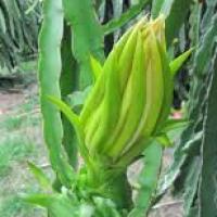 Thị trường - Tiêu dùng - Tỉa búp thanh long bán thương lái TQ không có hại