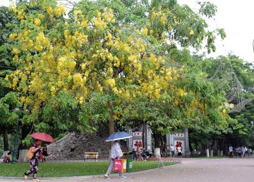 Hoa Muồng Hoàng Yến rực rỡ đường phố Hà Nội - 5