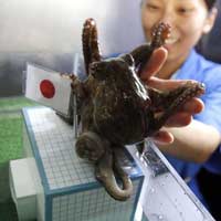 Bóng đá - Loạn "nhà tiên tri" động vật dự đoán World Cup 2014