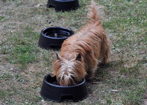 Mỹ: Hơn 1000 con chó chết bí ẩn sau khi ăn đồ TQ - 1