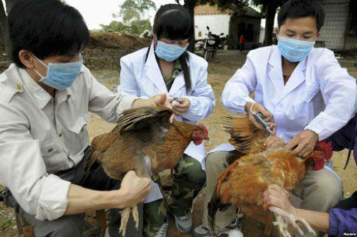 Nguy cơ lây truyền virus cúm A/H5N1 sang người - 1