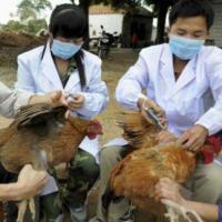 Sức khỏe đời sống - Nguy cơ lây truyền virus cúm A/H5N1 sang người