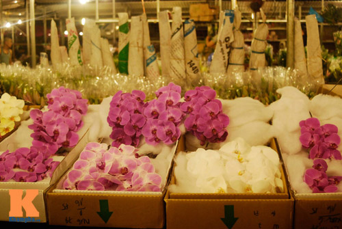 Lung linh sắc hoa chợ đêm Quảng Bá - 1