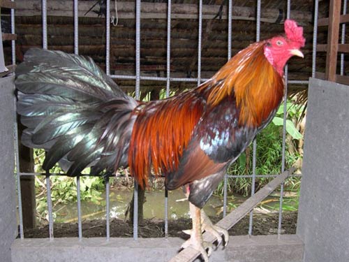 Nuôi gà đá, thu tiền tỷ ở miền Tây - 2