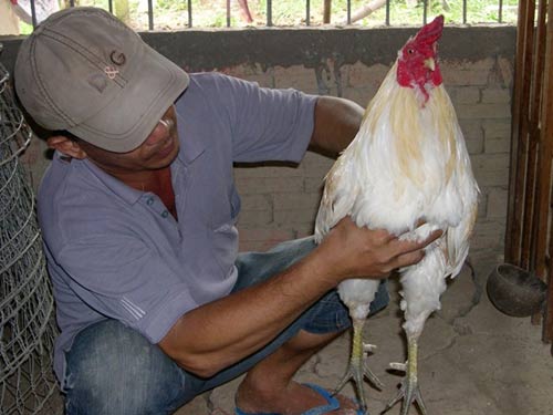 Nuôi gà đá, thu tiền tỷ ở miền Tây - 3
