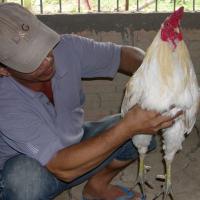 Thị trường - Tiêu dùng - Nuôi gà đá, thu tiền tỷ ở miền Tây