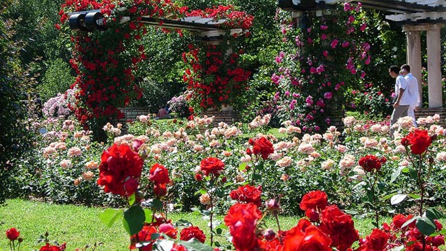 1. Khu vườn Parc de la Tete d'Or (Lyon, Pháp)

Parc de la Tete d'Or hay Golden Head Park là một công viên đô thị lớn, nằm ở thành phố Lyon (Pháp). Điểm nhấn của công viên này là khu vườn hồng quốc tế với 16.000 bụi hồng của 450 loài khách nhau. 
