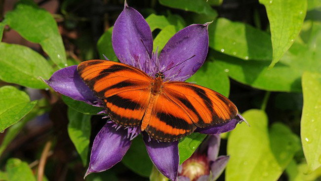 Đặc biệt, khu vườn còn sở hữu một ngôi nhà nuôi hàng trăm loài bướm Bắc Mỹ tuyệt đẹp. Du khách đến đây có thể quan sát được toàn bộ vòng đời của bướm, từ khi còn trong trứng đến khi trưởng thành. 
