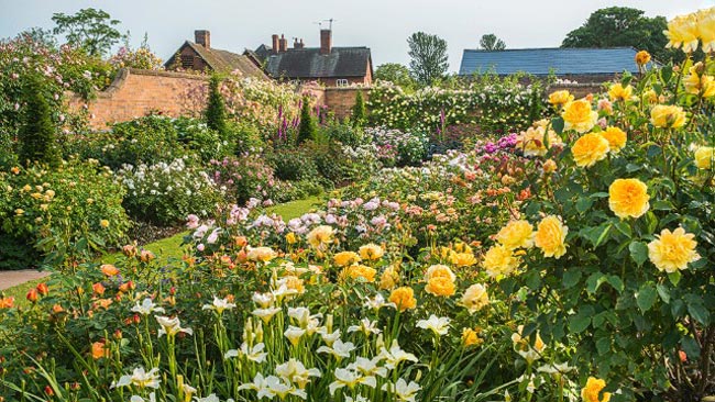 2. Khu vườn hoa hồng David Austin nằm ở quận Shropshire thuộc vùng West Midlands (Anh).
