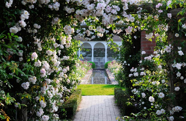 David Austin là vườn hồng rộng lớn của một chuyên gia trong lĩnh vực nhân giống hoa - David C.H. Austin. Đặt chân đến khu vườn này, du khách sẽ đắm chìm trong không gian của hơn 700 giống hoa hồng với màu sắc, vẻ đẹp và hương thơm khác nhau.
