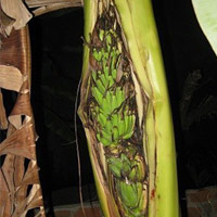 Phi thường - kỳ quặc - Nha Trang: Chuối "vỡ bầu", trổ buồng giữa thân