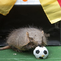 Tin tức trong ngày - Ảnh đẹp: Tutu trổ tài dự đoán World Cup