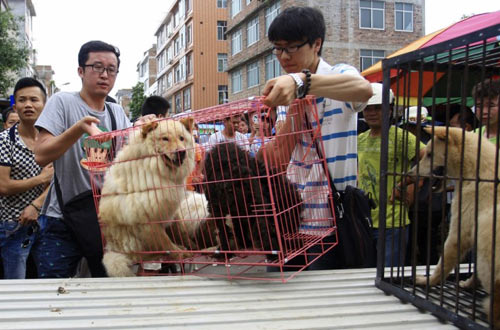 TQ: Lễ hội thịt chó đìu hiu vì bị phản đối dữ dội - 3