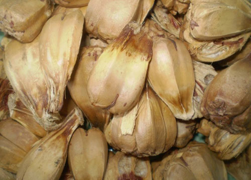 Cây dại ở quê lên phố thành thuốc trị bệnh - 2